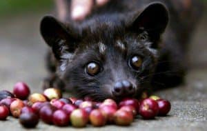 Caca de gato de café Kopi Luwak