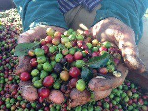 granos de café recogidos a mano