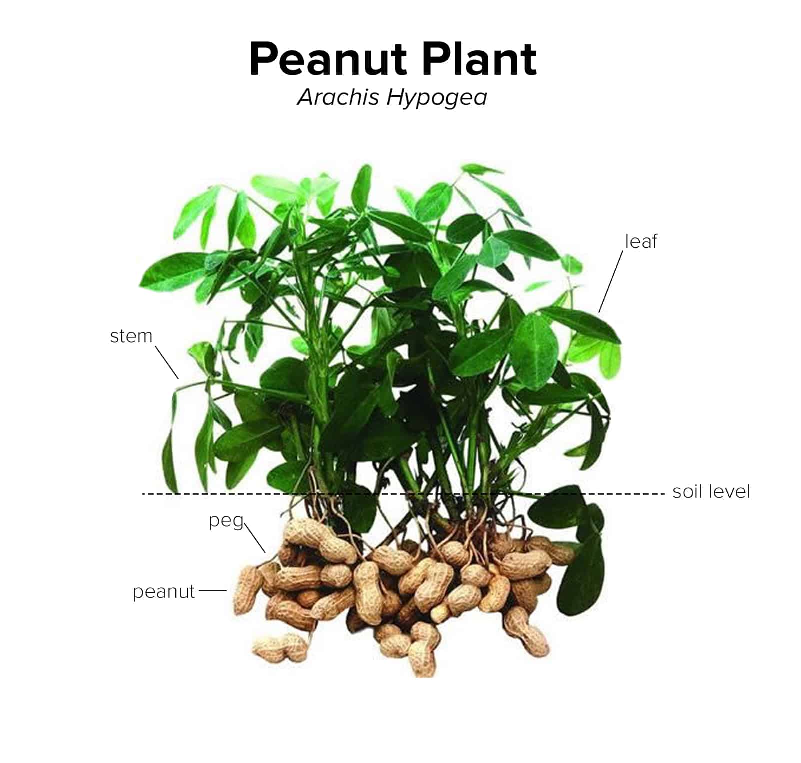 Diagrama de planta de maní